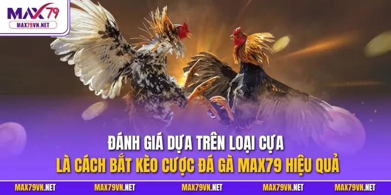 Đánh giá dựa trên loại cựa là cách bắt kèo cược đá gà MAX79 hiệu quả